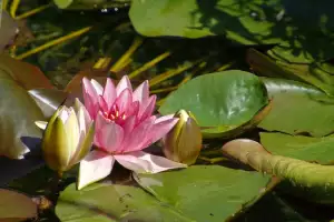 Lotus Pomazánka